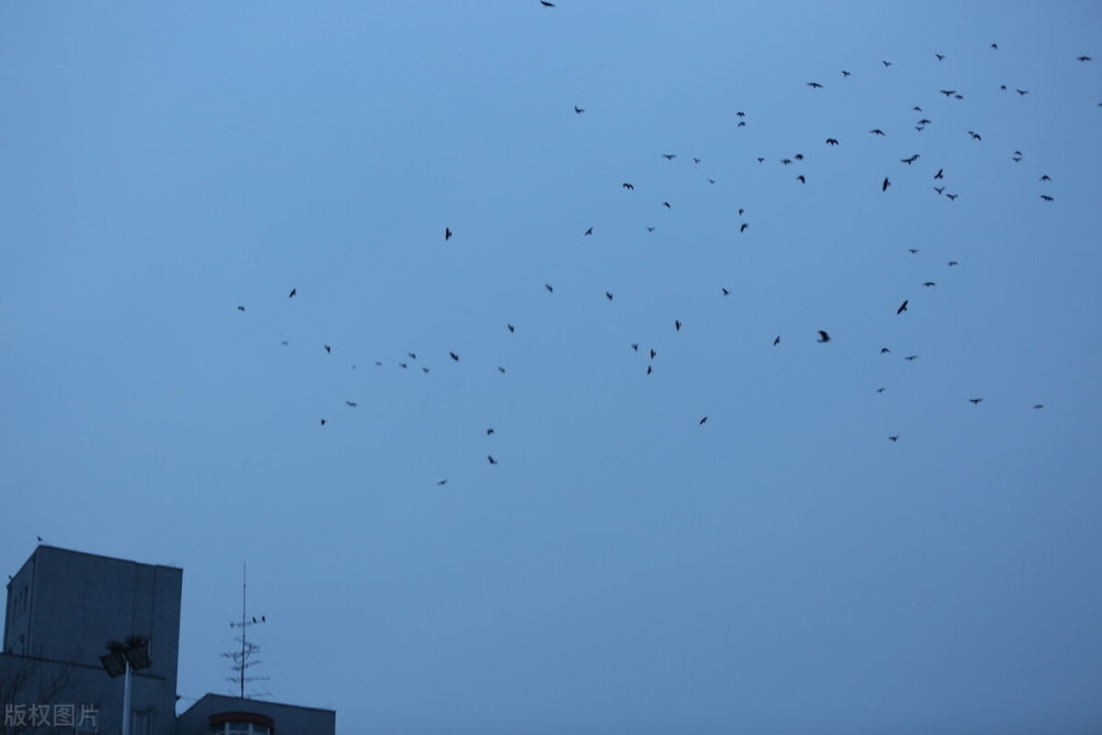 长耳鸮|打架的，交配的红隼，消失的长耳鸮，北京城里的那些野生动物