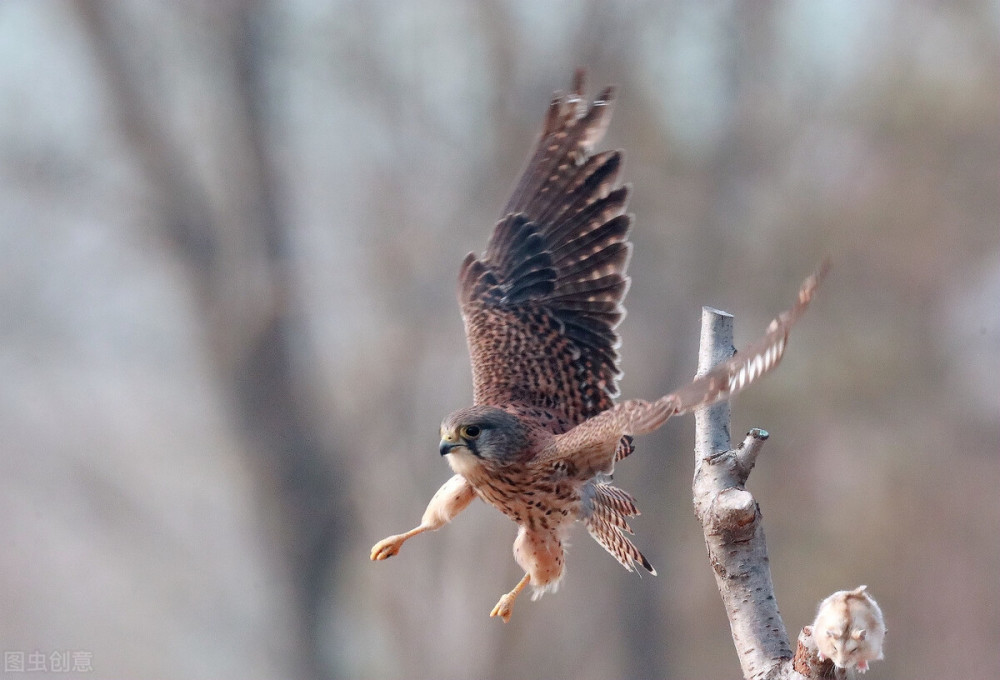 长耳鸮|打架的，交配的红隼，消失的长耳鸮，北京城里的那些野生动物