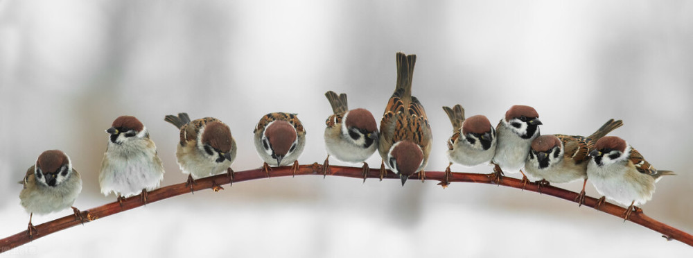 长耳鸮|打架的，交配的红隼，消失的长耳鸮，北京城里的那些野生动物