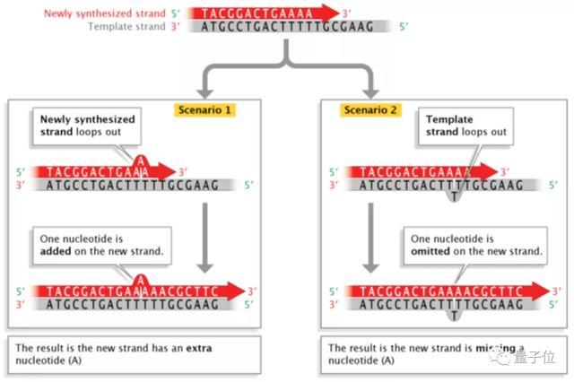 dna|将整本《绿野仙踪》存入纳米级DNA中，高效准确，读取无压力