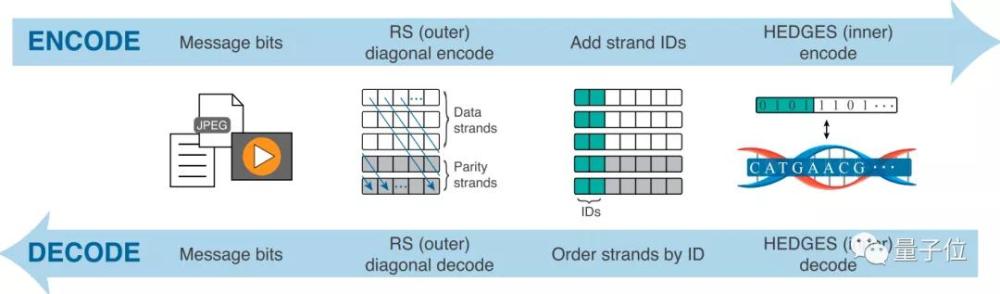 dna|将整本《绿野仙踪》存入纳米级DNA中，高效准确，读取无压力