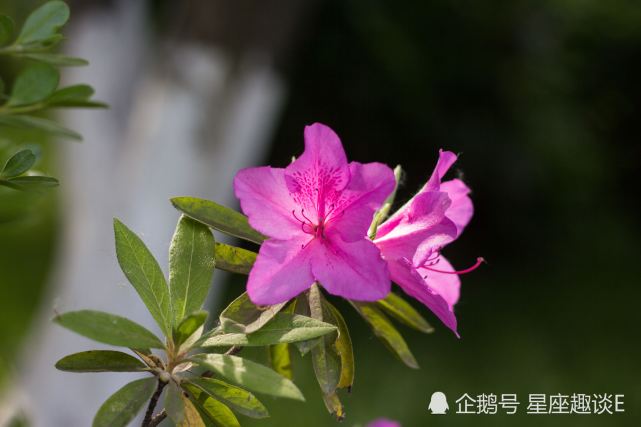 8月2日 6日星座运势 双子明确目标 天秤量力而为 射手自立自强 射手座 双子座 天秤座 星座运势