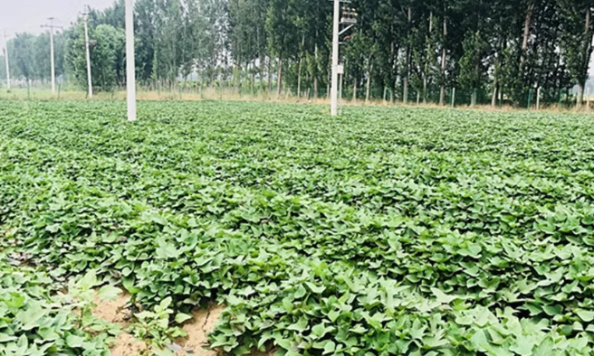 红薯|脱毒甘薯苗比常规苗更需要化控，控旺是提高收益的关键一步
