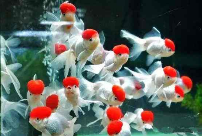 盘点 四类观赏鱼常见疾病 对症下药才能救活你的鱼儿 腾讯新闻