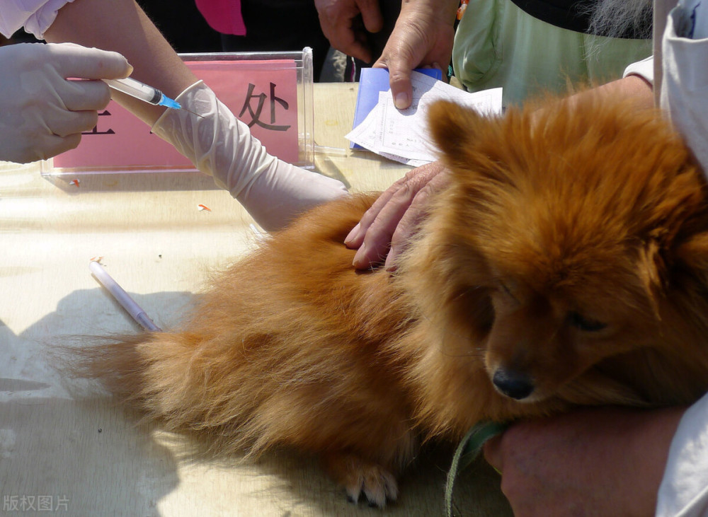 感染了狂犬病身體會出現哪些症狀狂犬病患者需經歷幾個時期