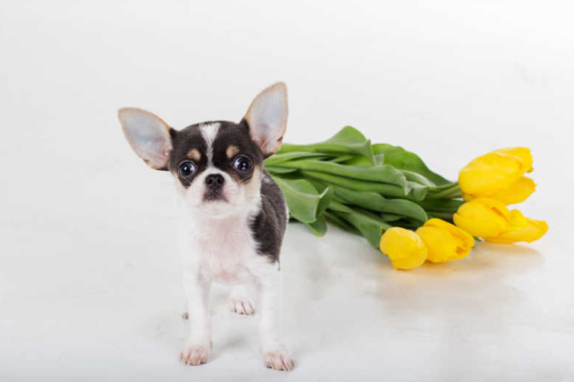 幼犬便秘是吃太多吗 幼犬