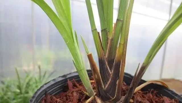 兰花|夏养兰花不注意，晒了一会就得病，严重了更是空盆