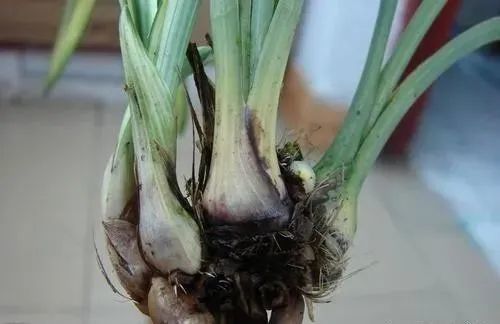 兰花|夏养兰花不注意，晒了一会就得病，严重了更是空盆