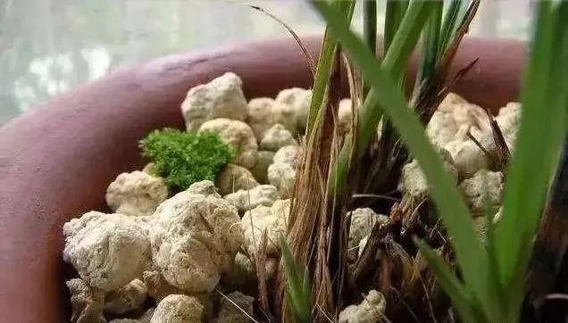 兰花|夏养兰花不注意，晒了一会就得病，严重了更是空盆