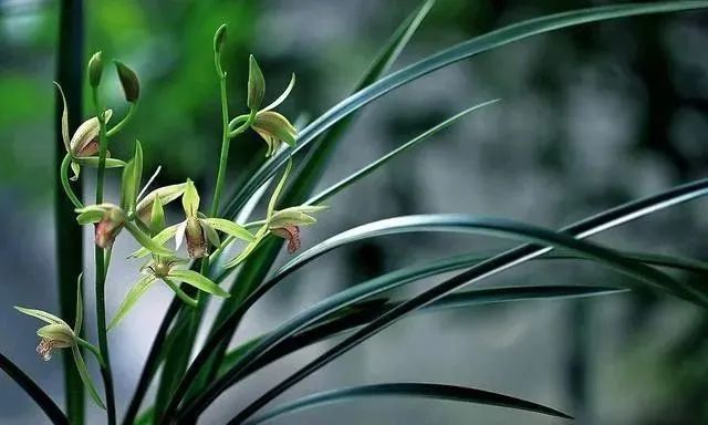 兰花|夏养兰花不注意，晒了一会就得病，严重了更是空盆