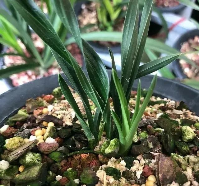 兰花|夏养兰花不注意，晒了一会就得病，严重了更是空盆