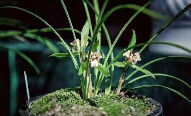 兰花|夏养兰花不注意，晒了一会就得病，严重了更是空盆