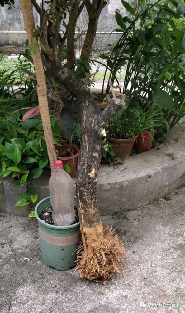 别人丢在小区绿化带的三角梅老桩想捡来栽种还能栽活吗