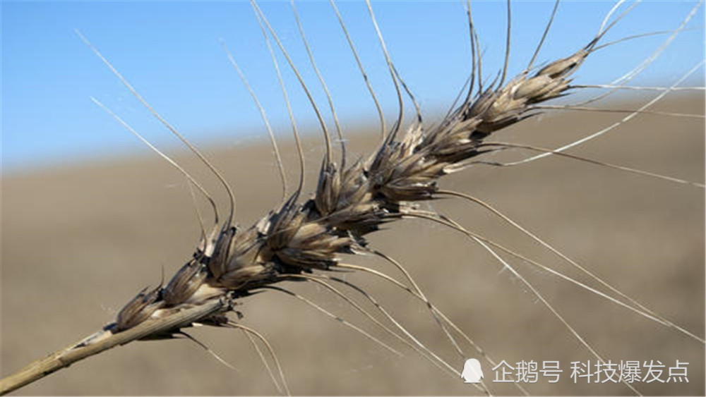 摄氏度|沙漠都被晒裂了，全球最热的地方，温度高达70摄氏度！