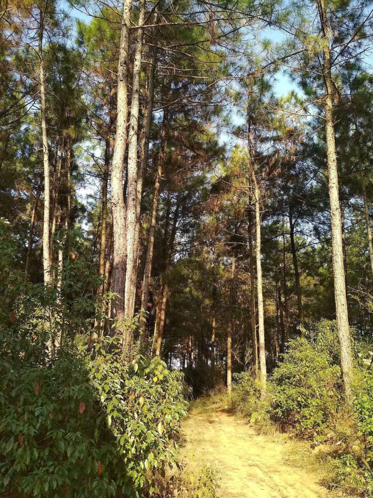 海子|带一只蝈蝈和六只蛐蛐儿去查湾大队看小查