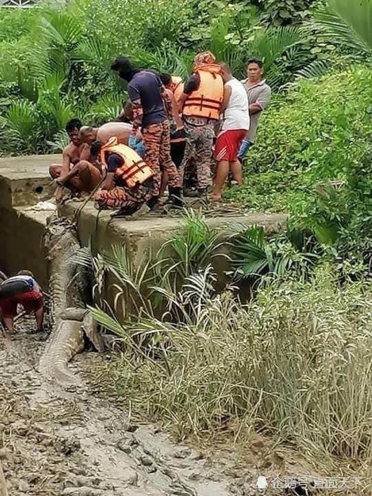 鳄鱼|14岁少年失踪 6天后在身长4.7米的鳄鱼肚子里发现尸体