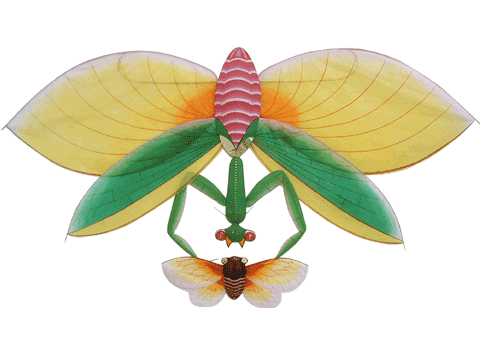 螳螂风筝图片