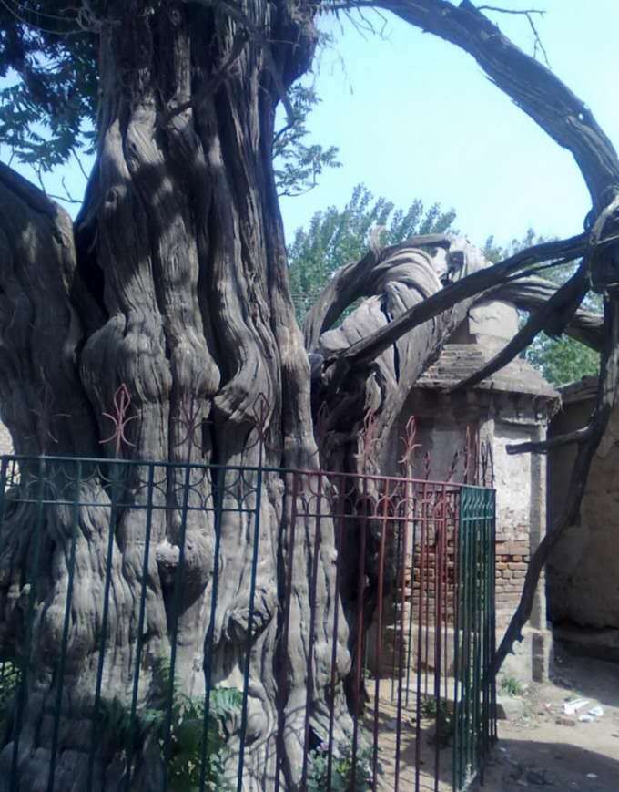 黄垓大柏树黄垓大柏树位于济宁境内的嘉祥县黄垓乡冉子祠旁边.