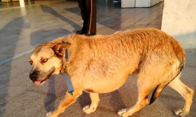 这只无依无靠的流浪狗 拖着8公斤肿瘤到处求救 结局很暖心 狗狗 流浪狗 杜克