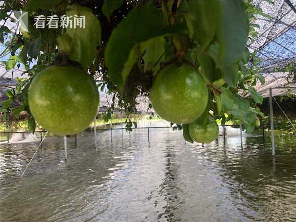 香蕉|香蕉荔枝芒果现摘现吃 上海版“热带雨林”来了