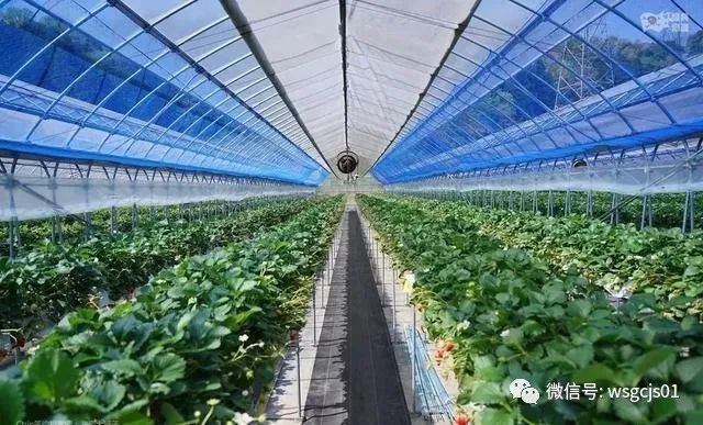 草莓|极致日本草莓采摘体验——看不见的地方才是细节
