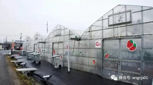 草莓|极致日本草莓采摘体验——看不见的地方才是细节