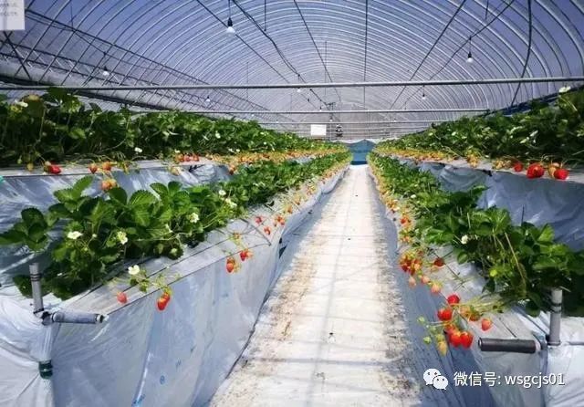 草莓|极致日本草莓采摘体验——看不见的地方才是细节