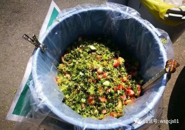 草莓|极致日本草莓采摘体验——看不见的地方才是细节