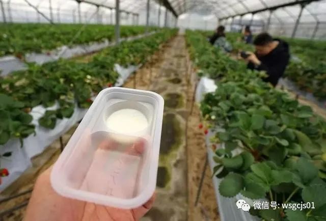 草莓|极致日本草莓采摘体验——看不见的地方才是细节