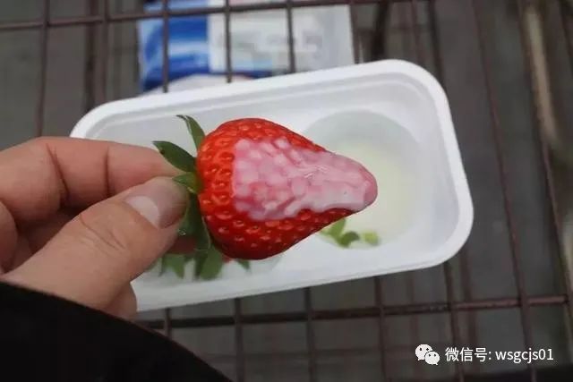 草莓|极致日本草莓采摘体验——看不见的地方才是细节