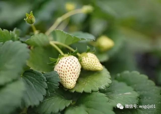 草莓|极致日本草莓采摘体验——看不见的地方才是细节