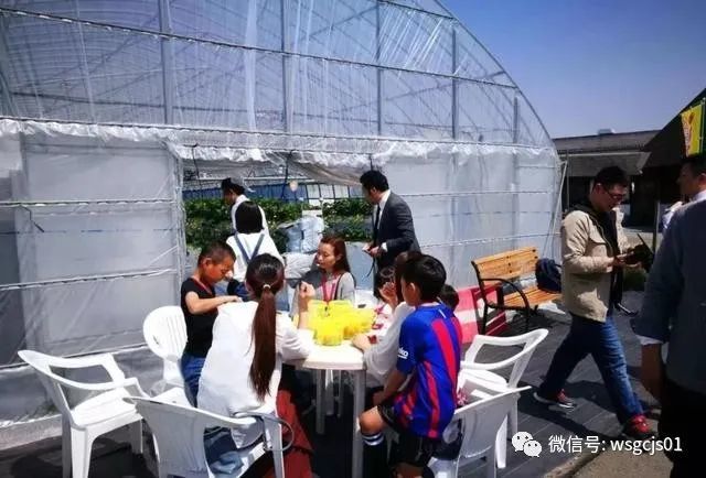 草莓|极致日本草莓采摘体验——看不见的地方才是细节