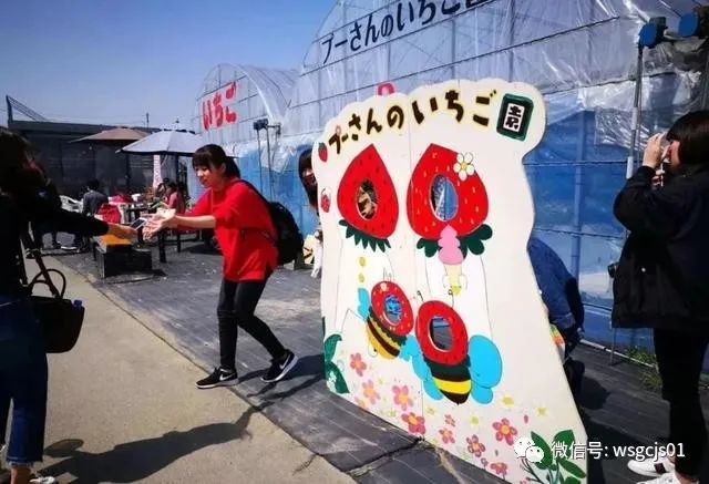 草莓|极致日本草莓采摘体验——看不见的地方才是细节