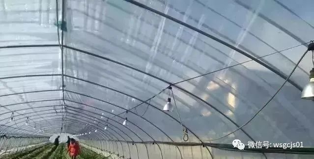 草莓|极致日本草莓采摘体验——看不见的地方才是细节