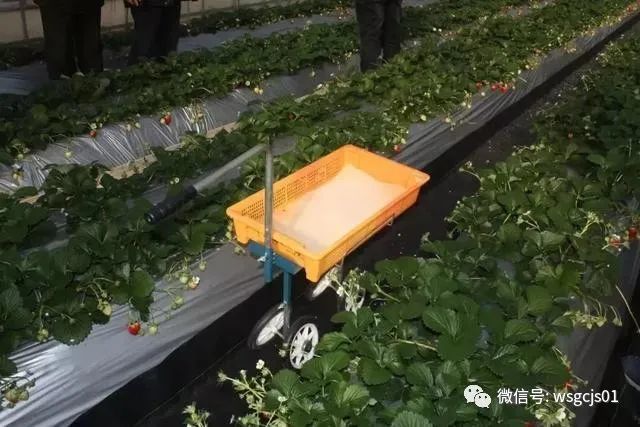 草莓|极致日本草莓采摘体验——看不见的地方才是细节