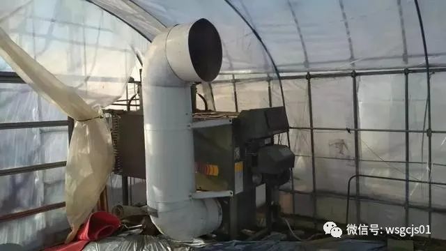 草莓|极致日本草莓采摘体验——看不见的地方才是细节