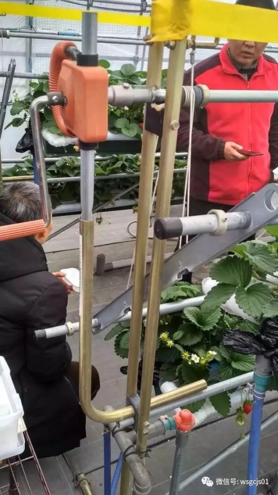 草莓|极致日本草莓采摘体验——看不见的地方才是细节