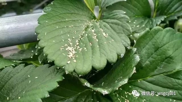 草莓|极致日本草莓采摘体验——看不见的地方才是细节