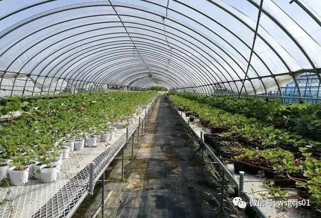 草莓|极致日本草莓采摘体验——看不见的地方才是细节