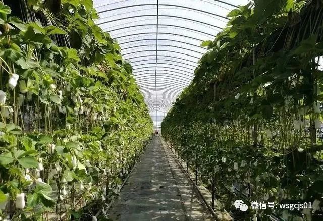 草莓|极致日本草莓采摘体验——看不见的地方才是细节