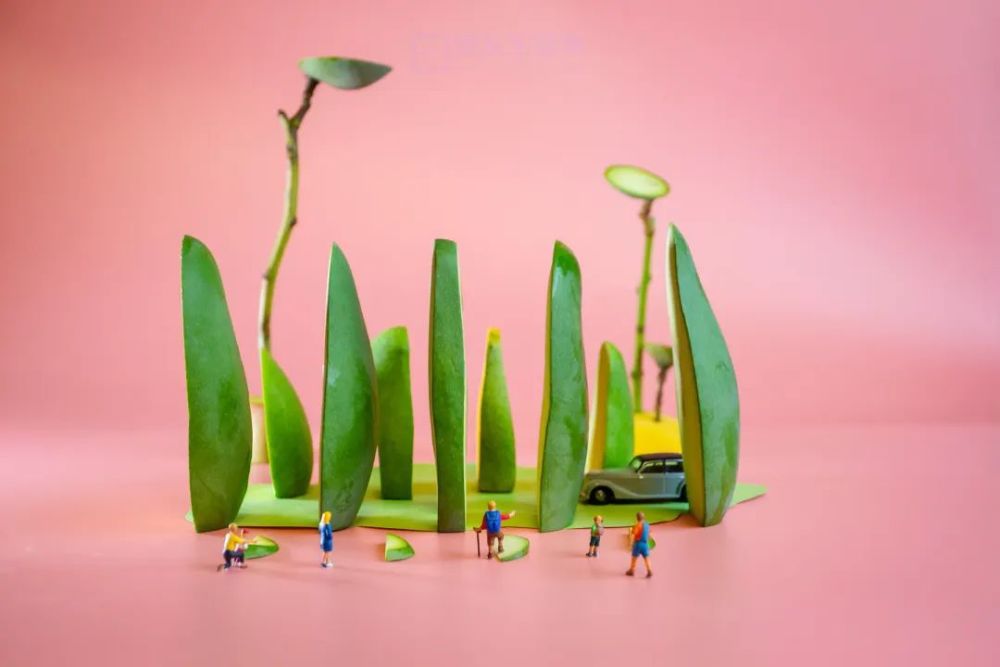 创意微观摄影一起进入芒果的造梦世界