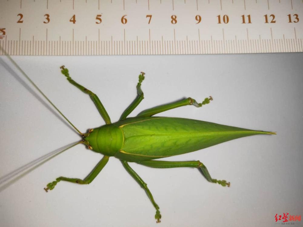 青城山|青城山发现全身通绿超大“帅蝈蝈” 专家：长8厘米，系四川最大蝈蝈