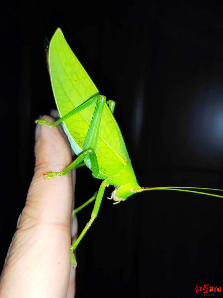青城山|青城山发现全身通绿超大“帅蝈蝈” 专家：长8厘米，系四川最大蝈蝈