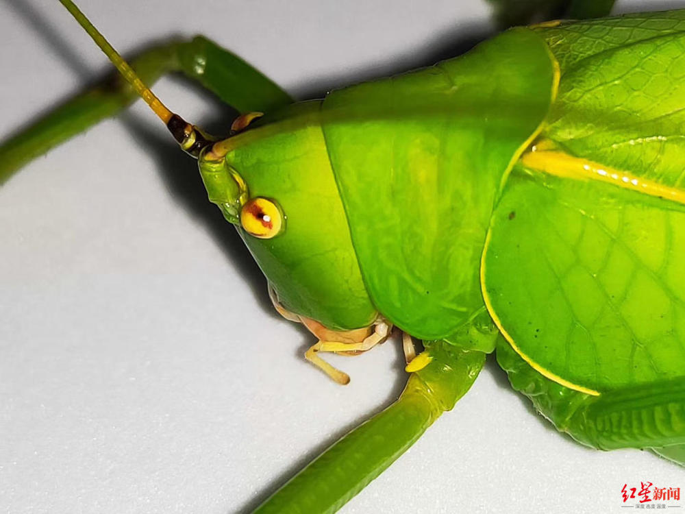 青城山|青城山发现全身通绿超大“帅蝈蝈” 专家：长8厘米，系四川最大蝈蝈