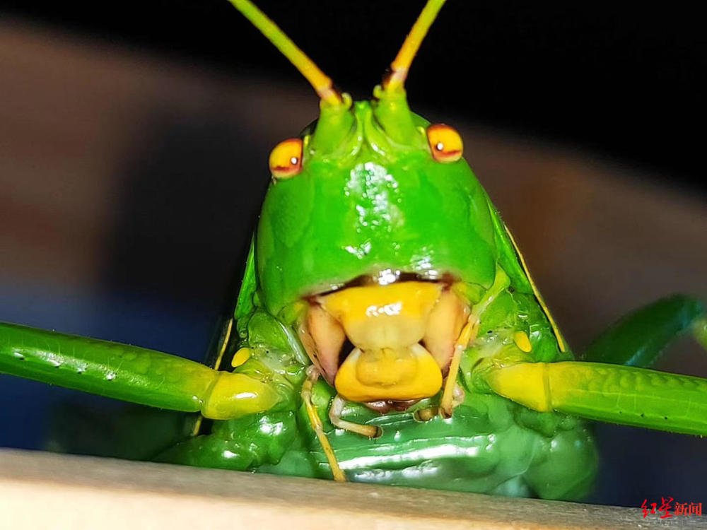 青城山|青城山发现全身通绿超大“帅蝈蝈” 专家：长8厘米，系四川最大蝈蝈