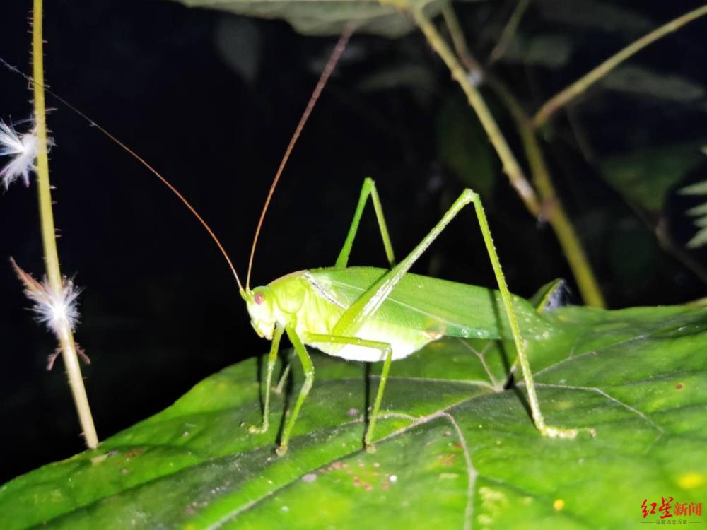 青城山|青城山发现全身通绿超大“帅蝈蝈” 专家：长8厘米，系四川最大蝈蝈