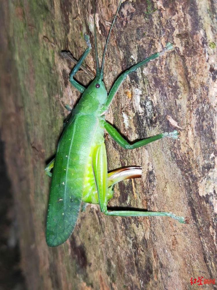 同属一个科的螽斯产卵红星新闻记者 马天帅 刘成梦 图由受访者提供
