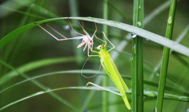 视锥细胞|我们看到的世界是真实的吗？还是只是某种设定的程序？