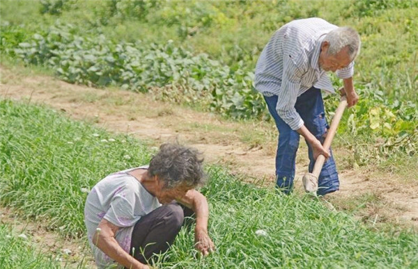 一老农扩张菜园子发现古石碑 专家研究后对老农说 您祖上何人 腾讯新闻