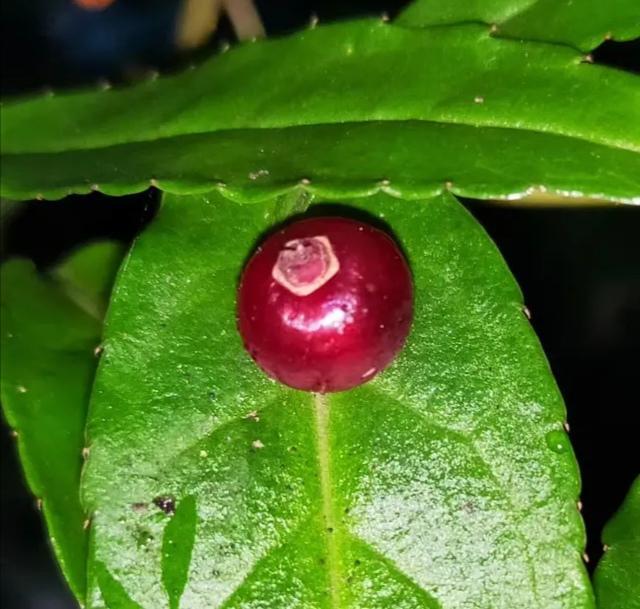 青荚叶|奇特植物“叶上珠”，开花和结果都在树叶上完成，我国有全部种类